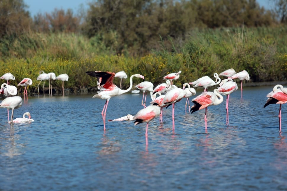 Camargue Flamingo preview