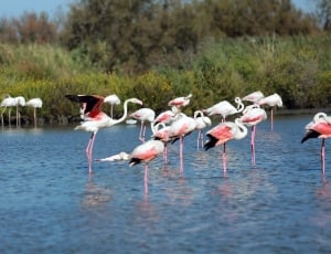 Camargue Flamingo thumbnail