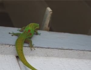 green gecko thumbnail