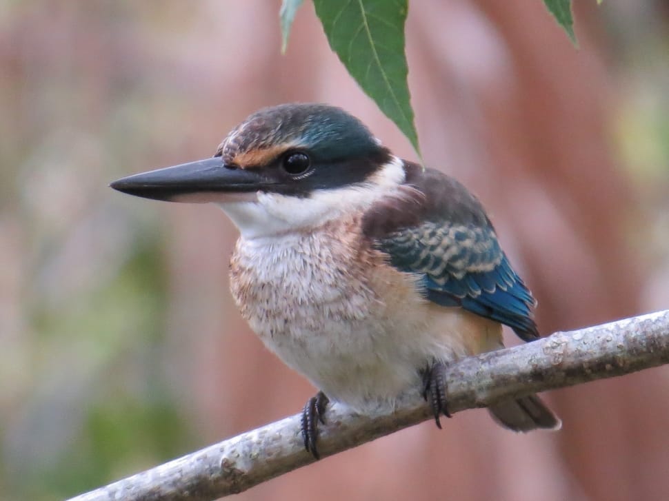 Sacred Kingfisher, Wildlife, Birds, one animal, animal themes preview