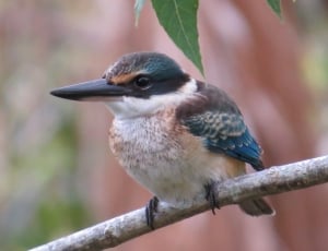 Sacred Kingfisher, Wildlife, Birds, one animal, animal themes thumbnail