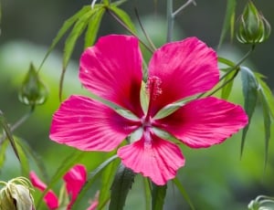 close up photo of pink hibiscus thumbnail