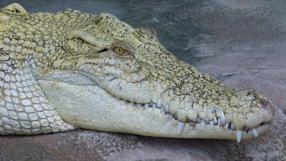 beige crocodile preview