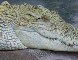 beige crocodile thumbnail