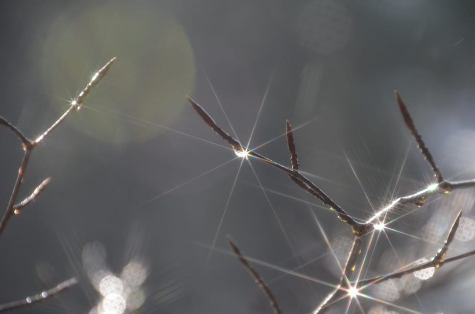 Light, Sun, Branches, Dew, Morning, danger, close-up preview