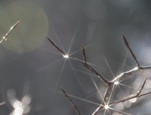 Light, Sun, Branches, Dew, Morning, danger, close-up thumbnail