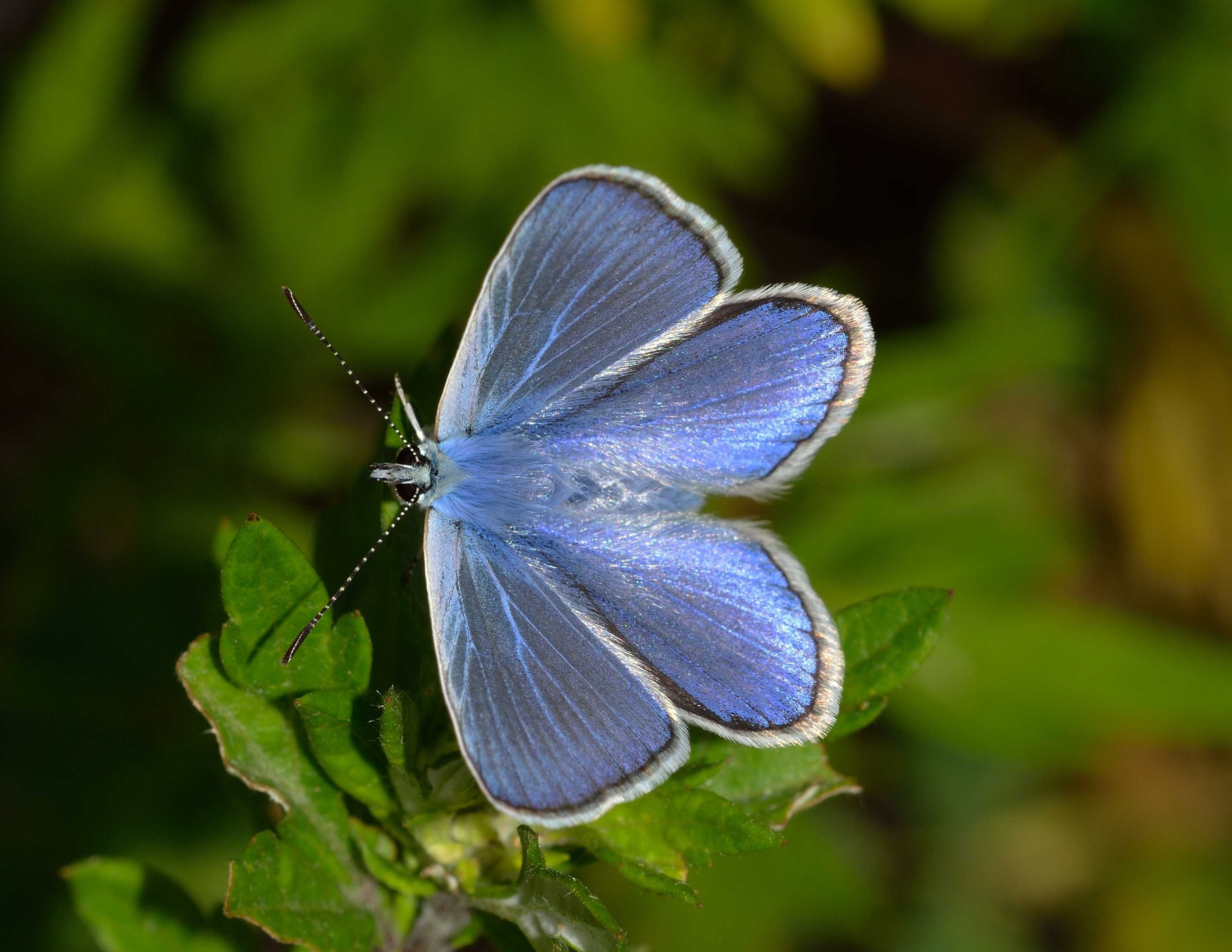 Common Blue Butterfly perching on green leaf plant