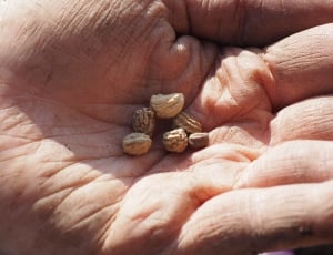 person holding six seeds thumbnail