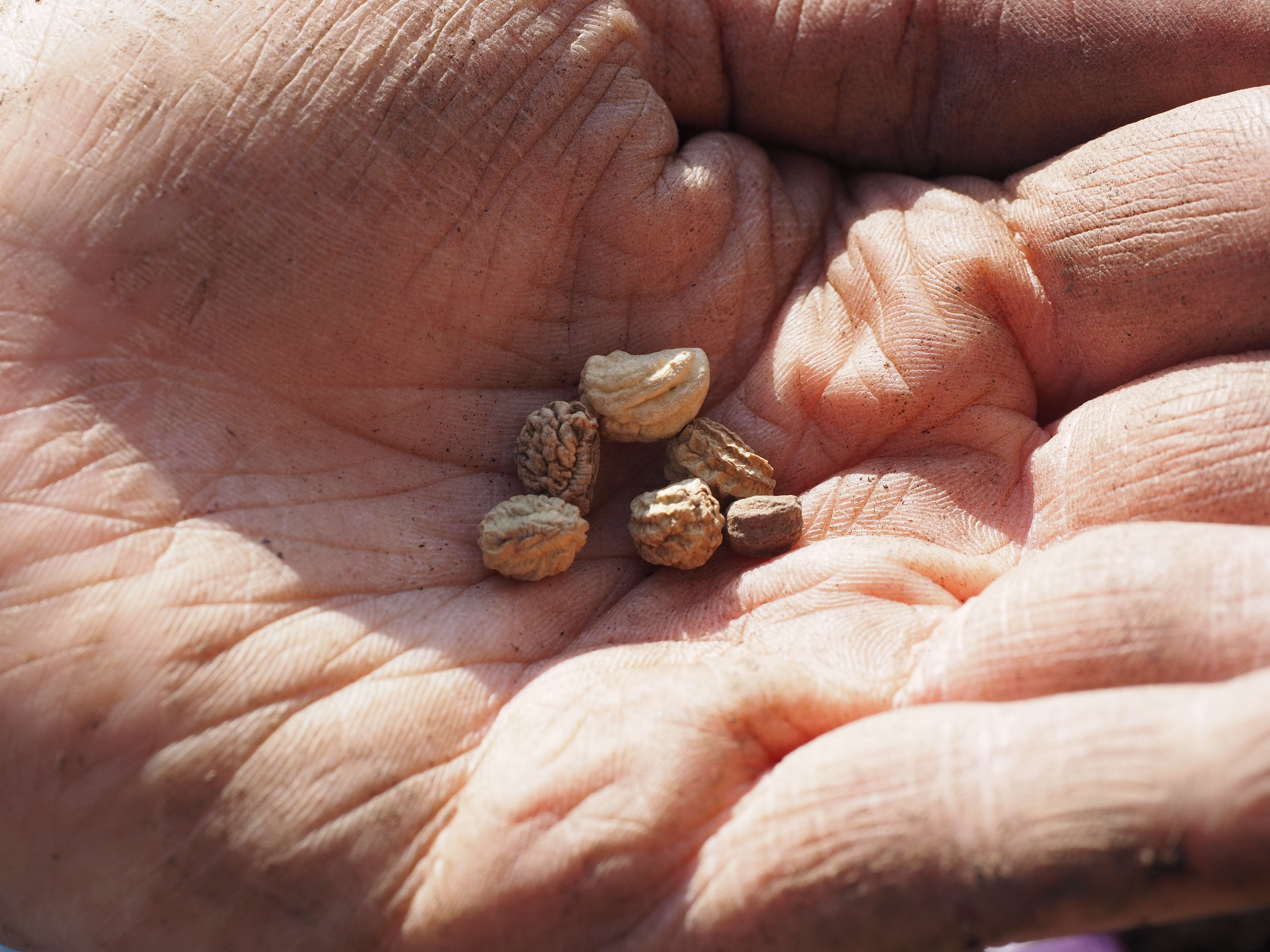 person holding six seeds