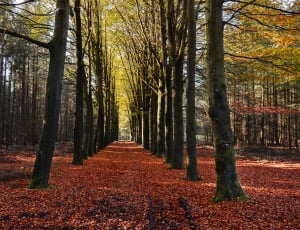 landscape photography of yellow leaf lined trees thumbnail