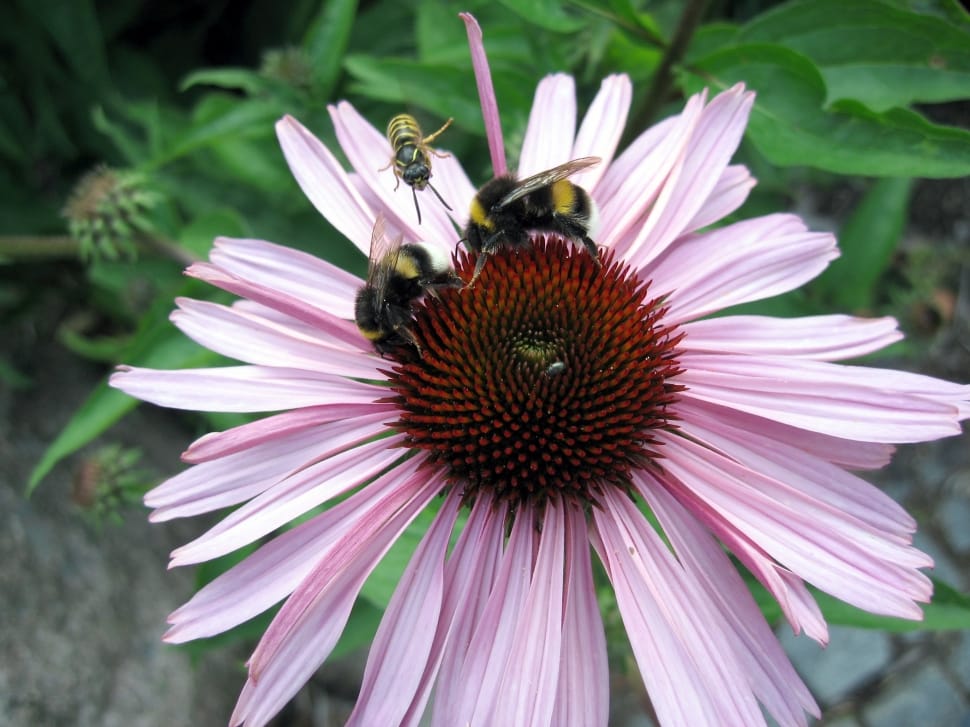 pink and brown daisy with bees preview