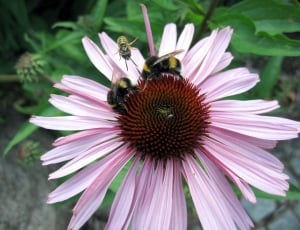 pink and brown daisy with bees thumbnail