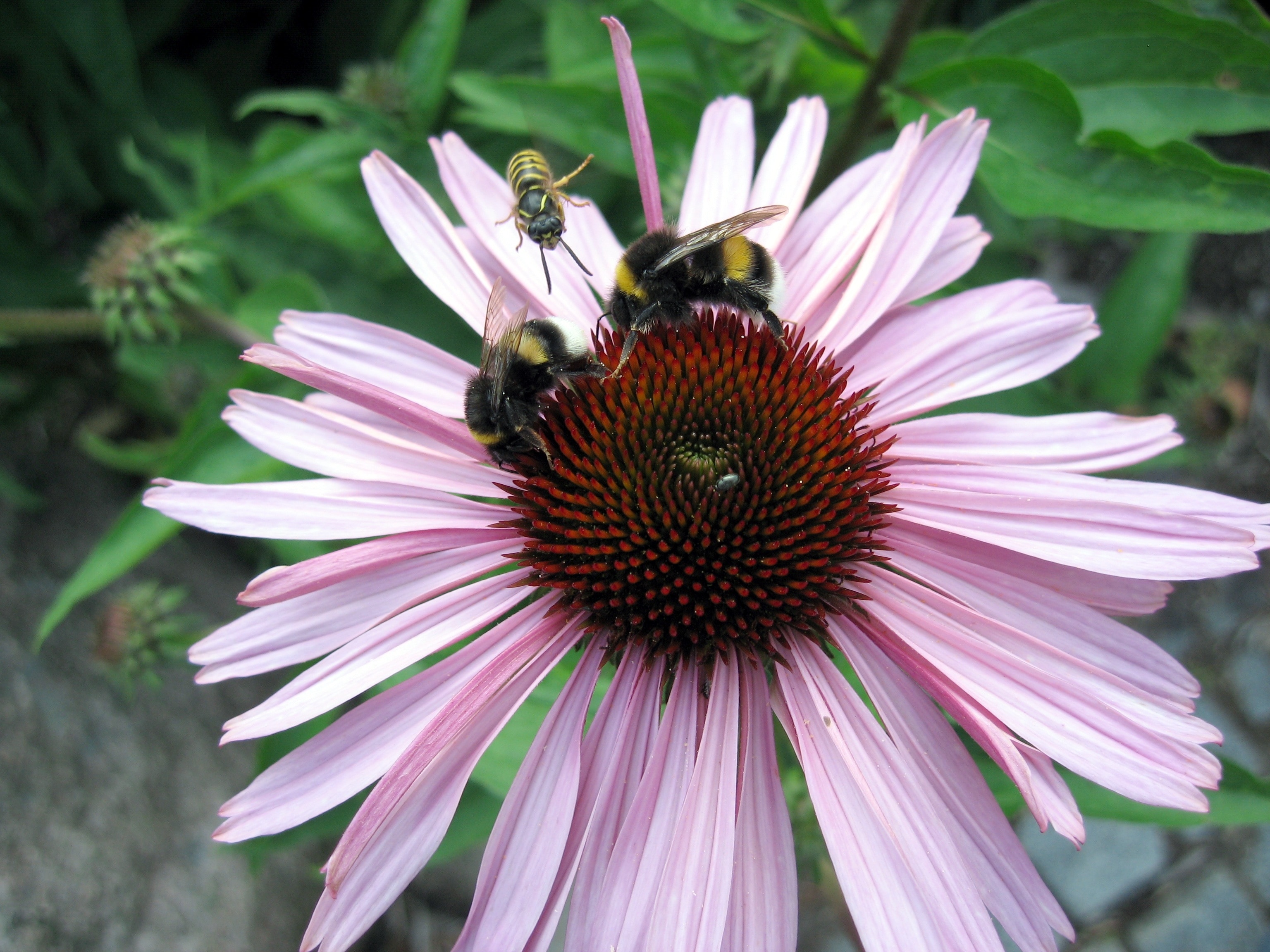 pink and brown daisy with bees