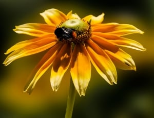 sunflower and black bug thumbnail
