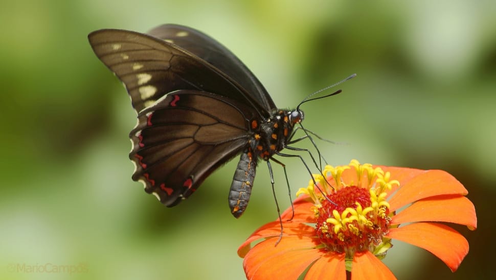 black butterfly and orange flower preview