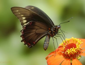 black butterfly and orange flower thumbnail