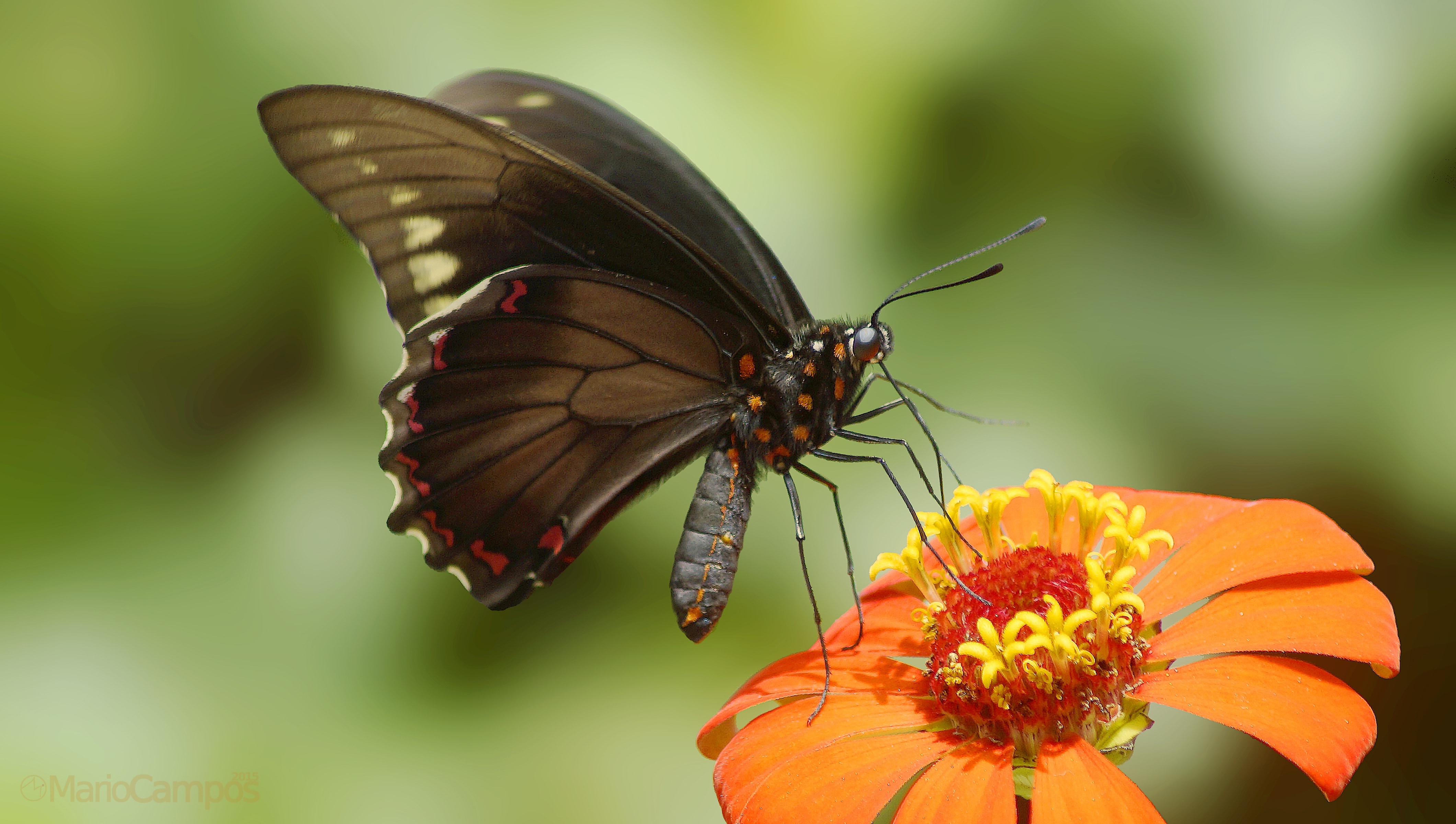black butterfly and orange flower