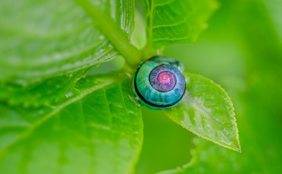 close up photo of blue snail on top of green leaf preview