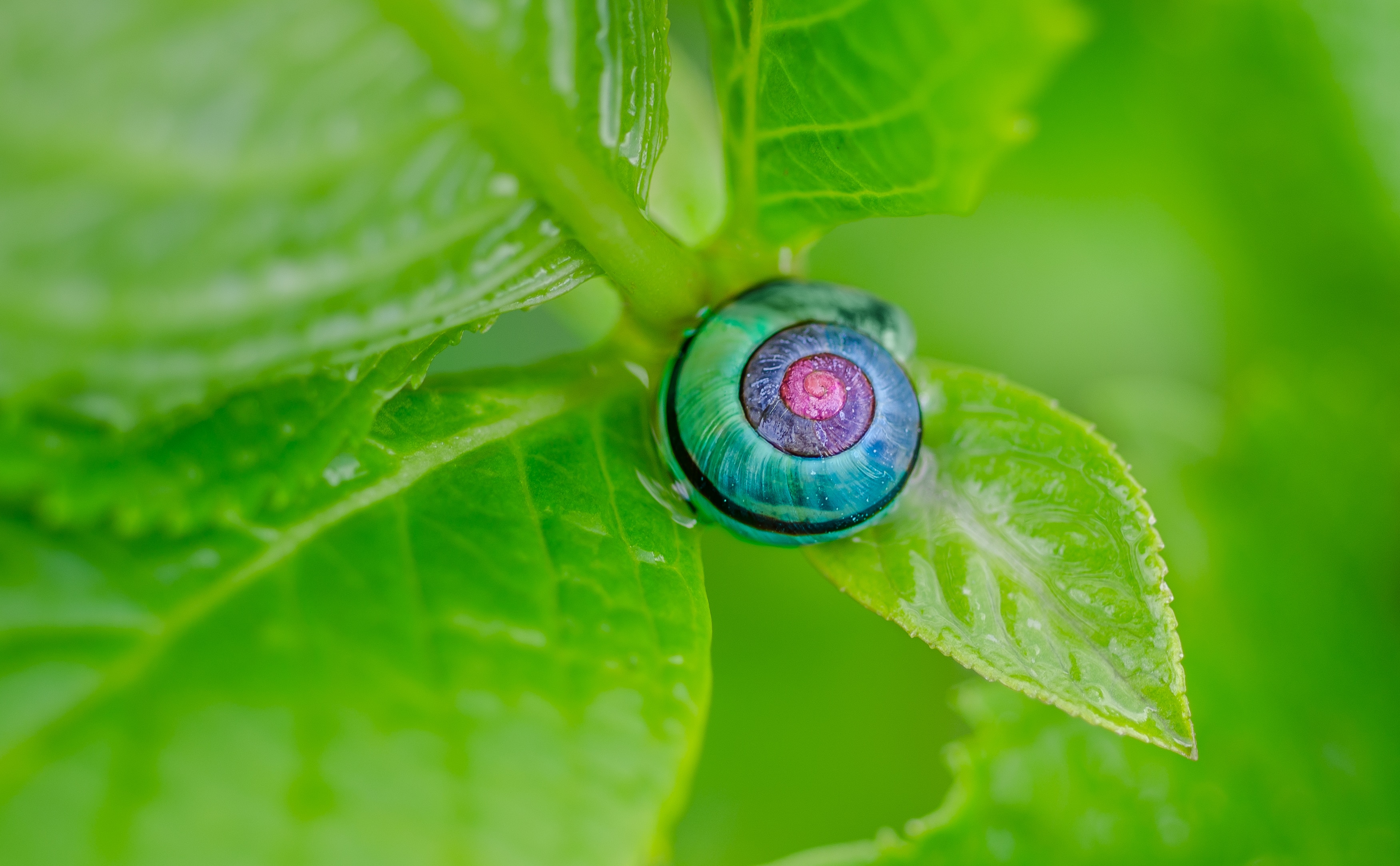close up photo of blue snail on top of green leaf
