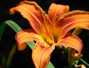 selective focus photography of orange petaled flower thumbnail