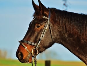 Ride, Reiterhof, Horse, Animal, Coupling, horse, domestic animals thumbnail