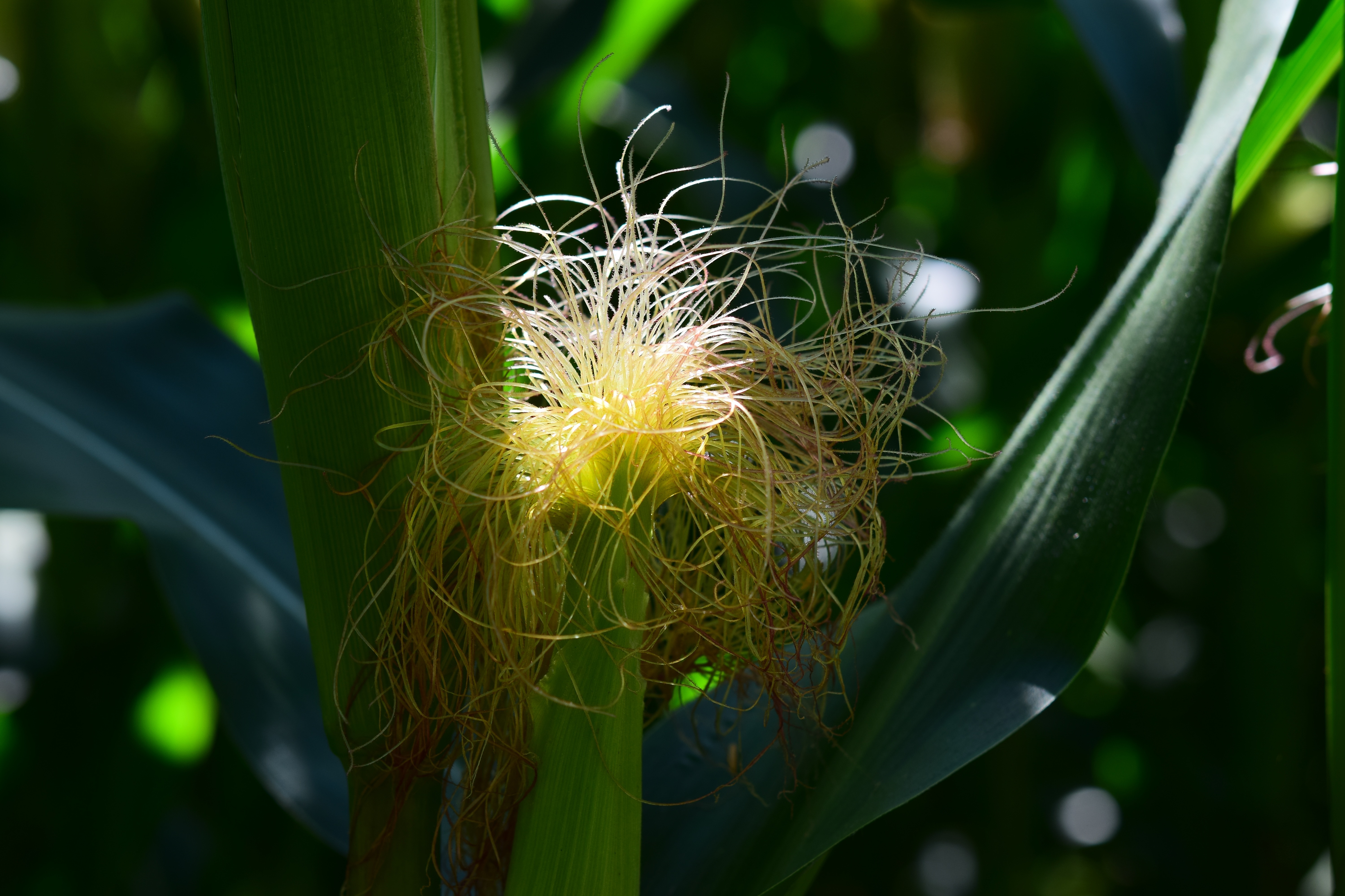 Corn, Corn On The Cob, Hair, Plant, close-up, nature