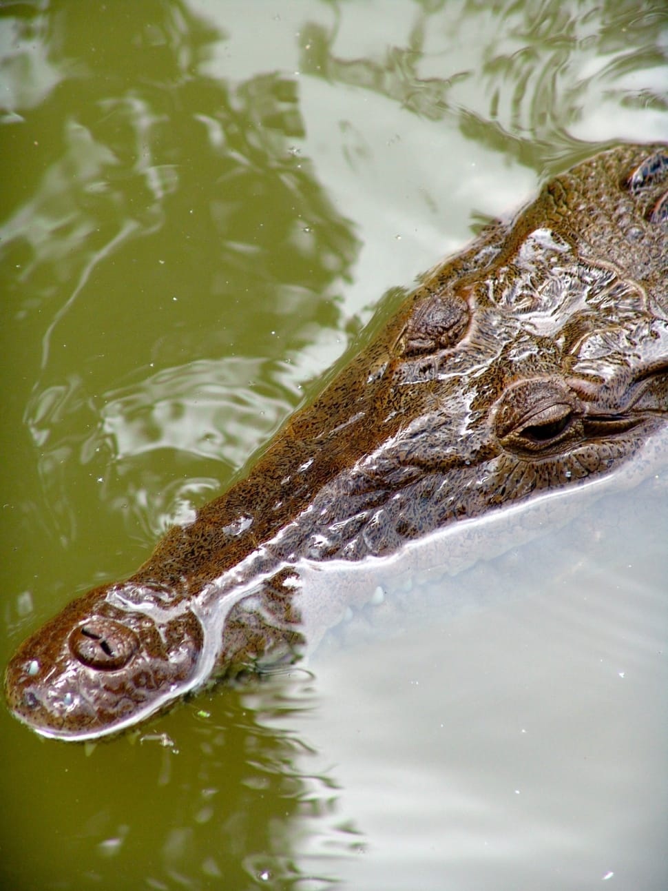 brown crocodile in body of water preview