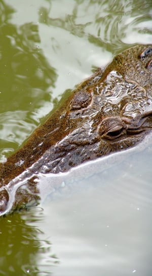 brown crocodile in body of water thumbnail
