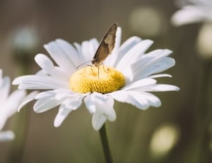 white and yellow daisy flower thumbnail