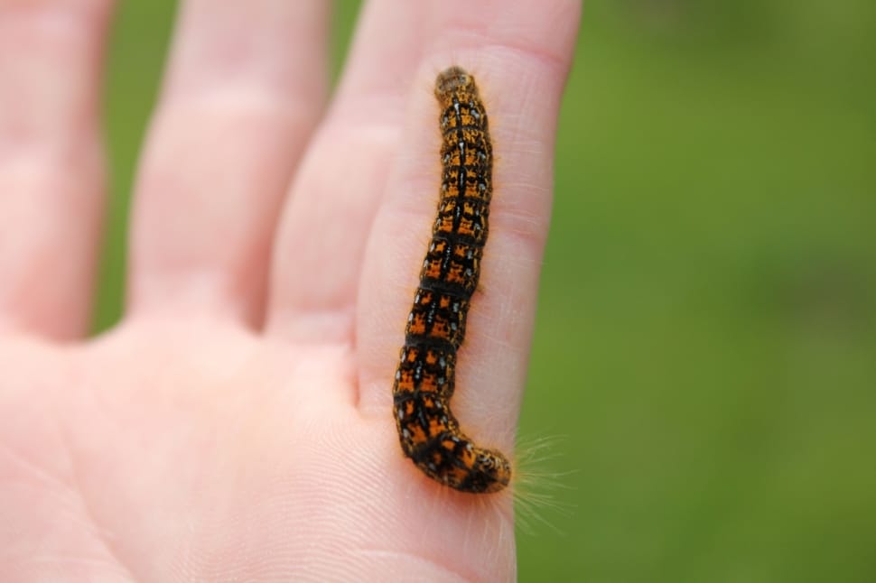 black and orange caterpillar on human finger during daytime preview