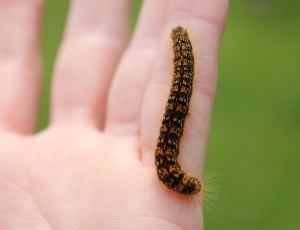black and orange caterpillar on human finger during daytime thumbnail