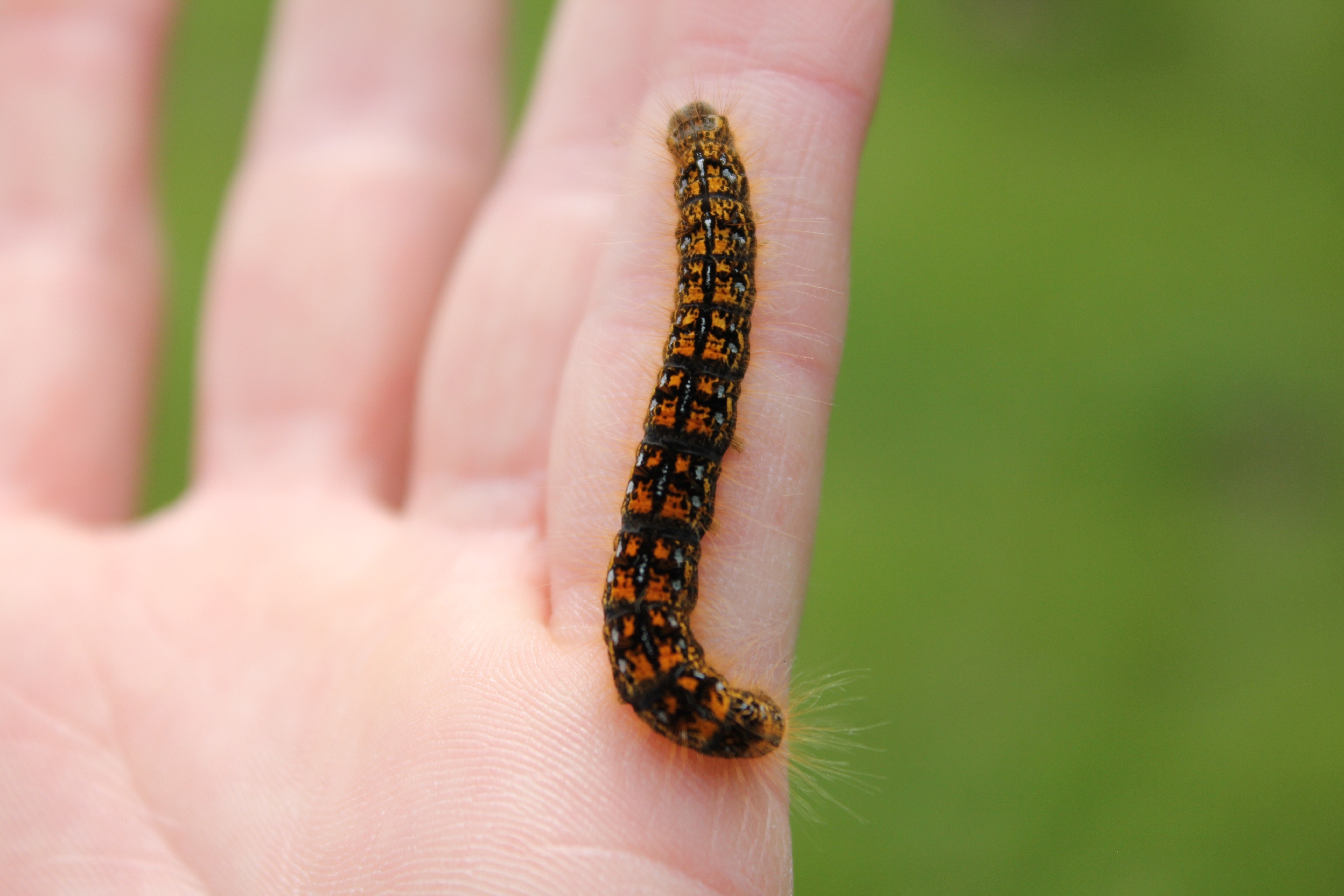 black and orange caterpillar on human finger during daytime