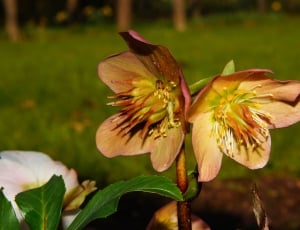 2 pink and yellow petaled flowers thumbnail