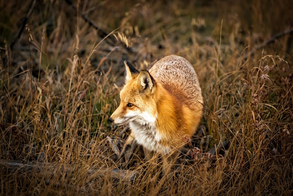 brown fox preview