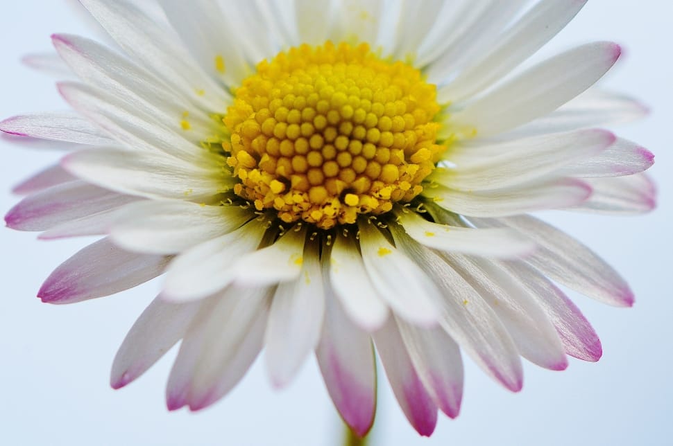 Daisy, Wildflowers, Flowers, Spring, flower, petal preview