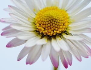 Daisy, Wildflowers, Flowers, Spring, flower, petal thumbnail