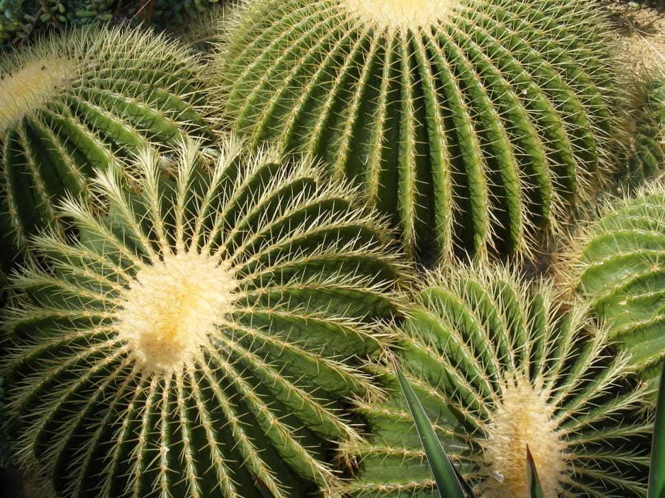 Group, Plant, Nature, Cactus, Pointed, cactus, plant preview