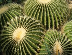 Group, Plant, Nature, Cactus, Pointed, cactus, plant thumbnail