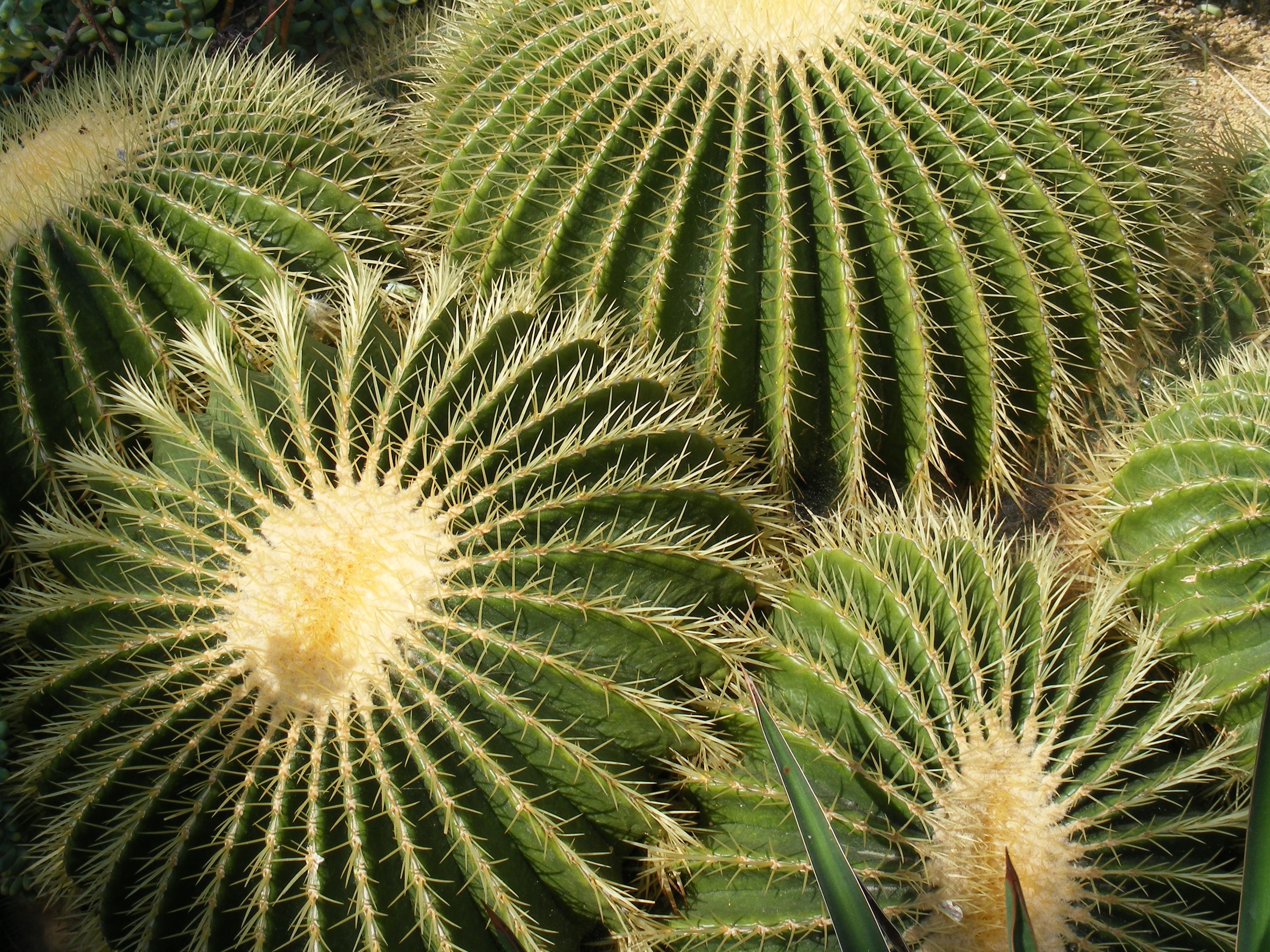 Group, Plant, Nature, Cactus, Pointed, cactus, plant