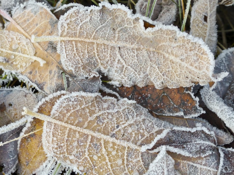 Leaves, Winter, Frosted, Foliage, Frozen, full frame, backgrounds preview