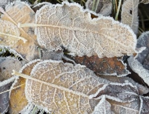 Leaves, Winter, Frosted, Foliage, Frozen, full frame, backgrounds thumbnail