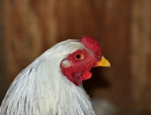 white and red rooster thumbnail
