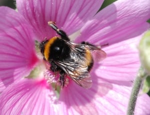 macro photography of honey bee zipping nectar on purple petal flower during daytime thumbnail