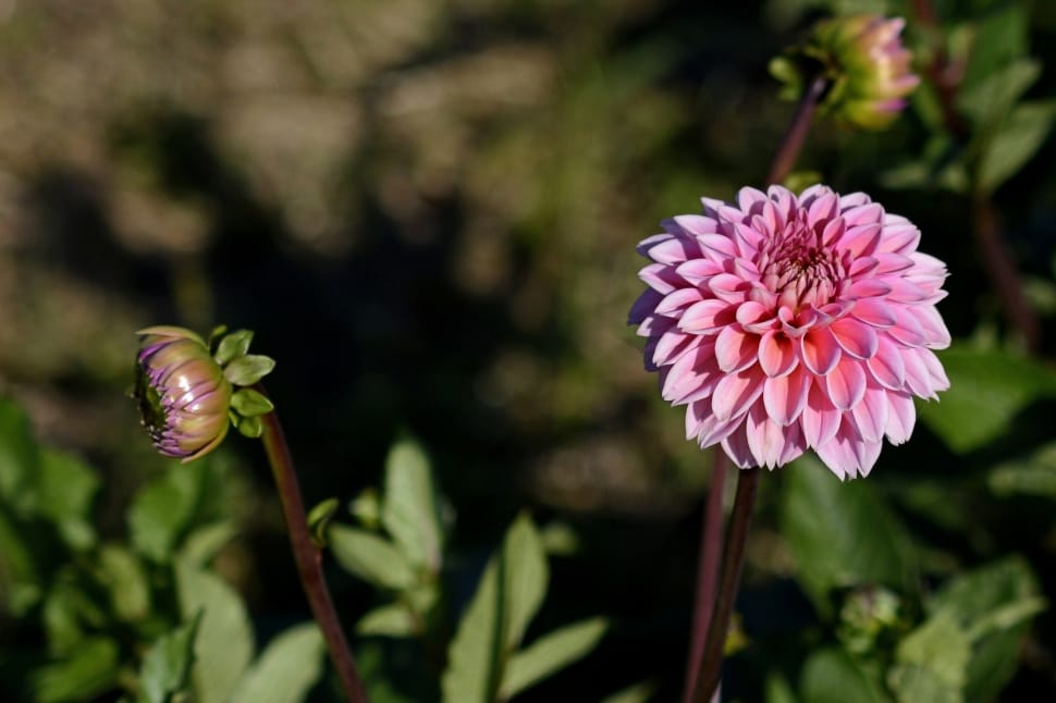 pink dahlia flower preview