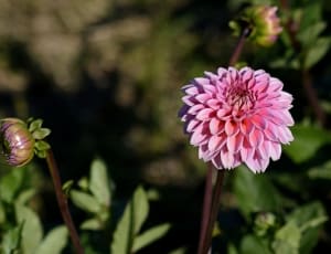 pink dahlia flower thumbnail