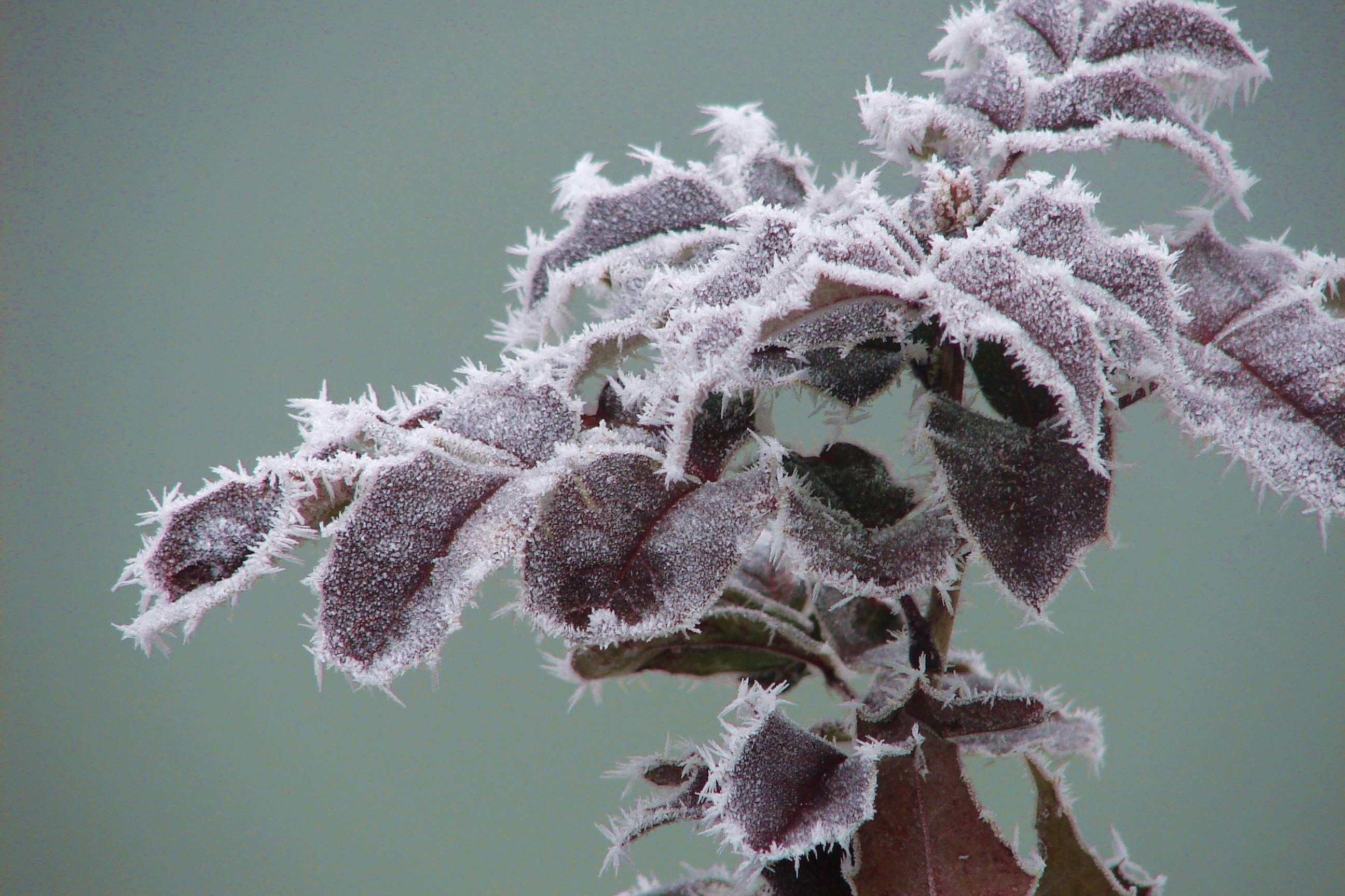 Frozen, Winter, Rime, close-up, focus on foreground