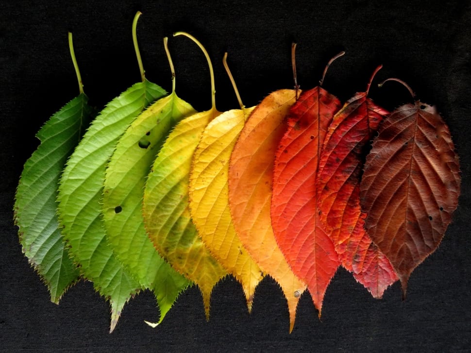 Autumn, Autumn Leaves, Leaves, Colourful, studio shot, no people preview