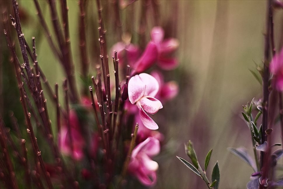 pink petaled flowers preview