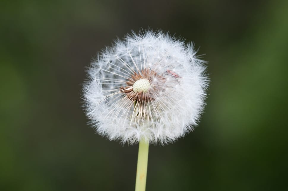 white dandelion preview