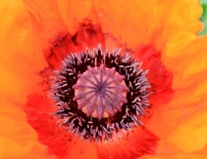 orange and red petaled flower thumbnail
